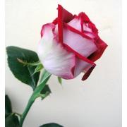 Роза красно-белая «Люксор» фото