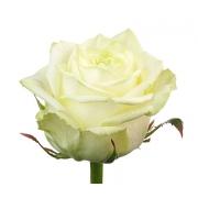 Роза белая «Аваланш» фото