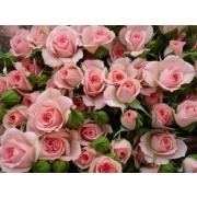 Роза кустовая нежно-розовая «Лидия» фото