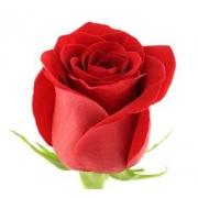 Роза красная «Фридом» фото